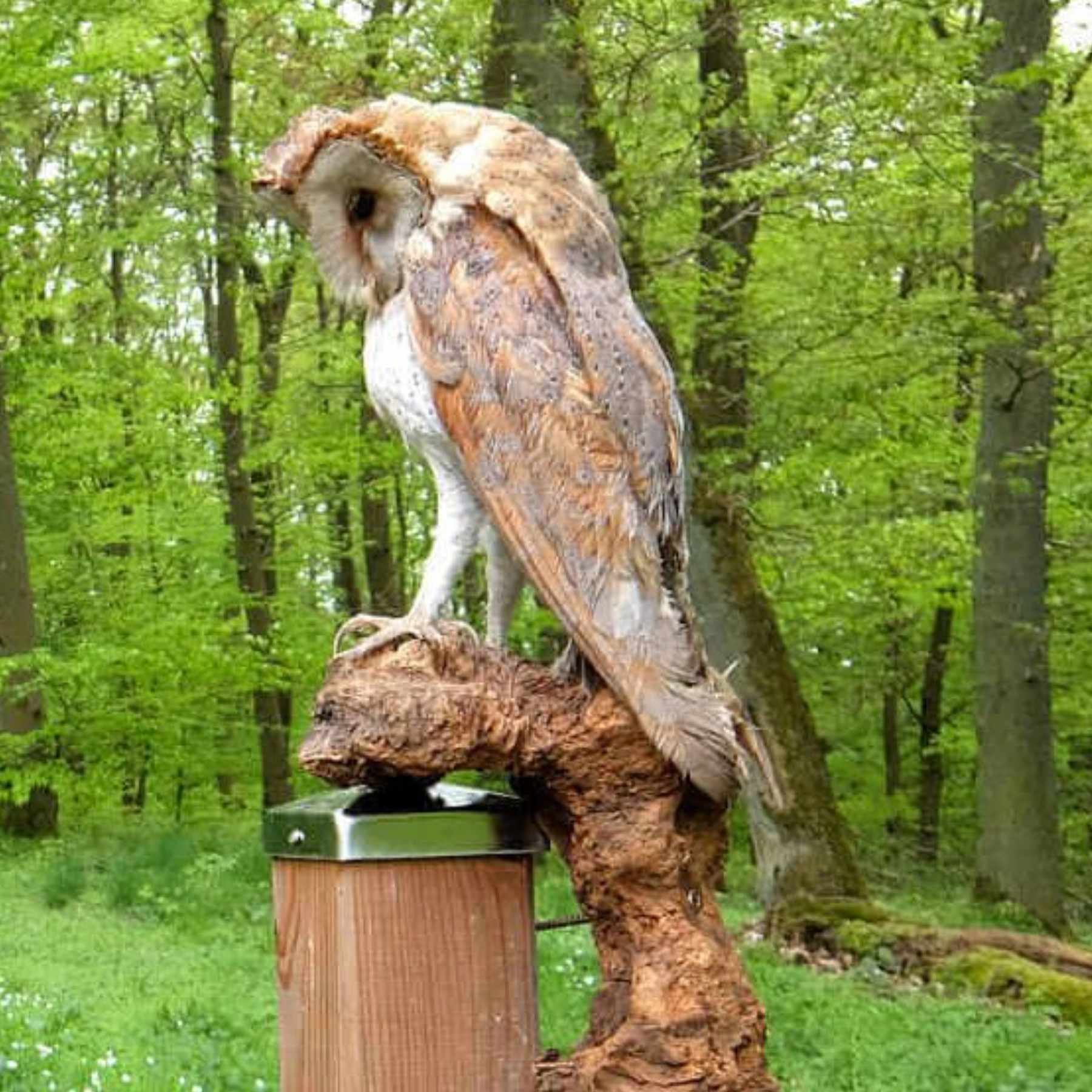 Die arme Eule