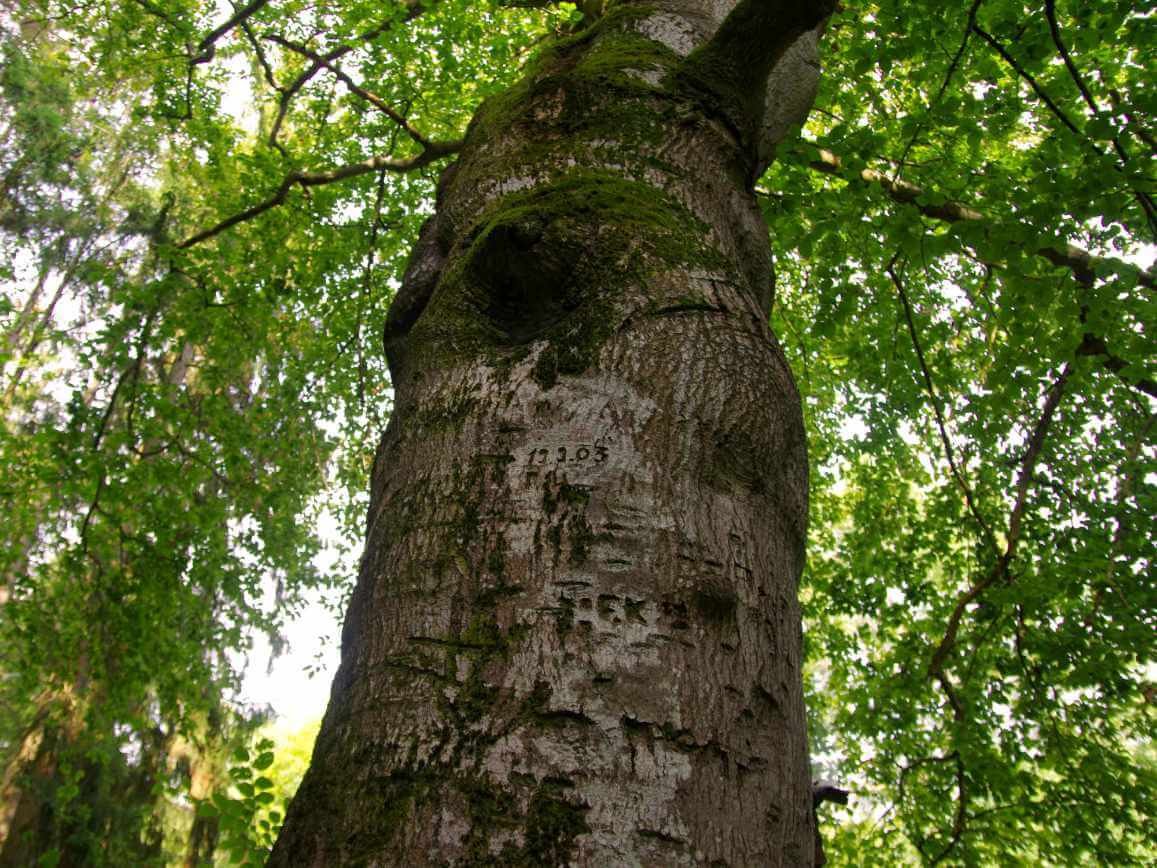 Die Kissnerbuche