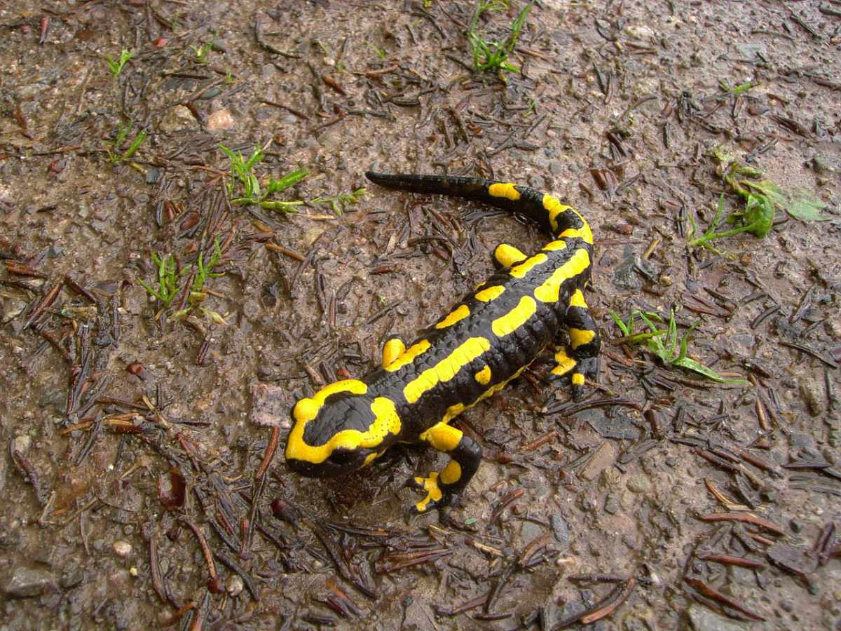 Hilferuf der Salamander